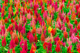150 Mixed PAMPAS PLUMES COCKSCOMB Celosia Plumosa Flower Seeds