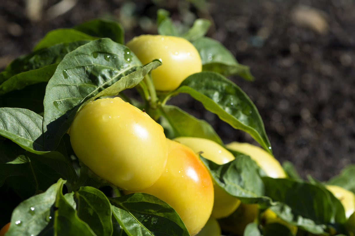 25 ALMA PAPRIKA PEPPER White Orange Red Hungarian Cherry Capsicum Annuum Seeds