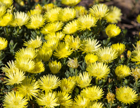 100 Gelato YELLOW ICE PLANT Mesembryanthemum Daisy Livingstone Succulent Flower Seeds