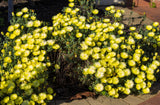 100 Gelato YELLOW ICE PLANT Mesembryanthemum Daisy Livingstone Succulent Flower Seeds