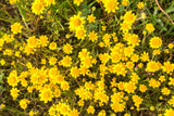 1500 CALIFORNIA SUNSHINE GOLDFIELDS Lasthenia Glabrata Yellow Flower Seeds