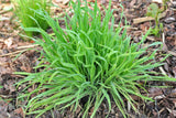 100 BUNNY TAILS GRASS (Hares Tail) Ornamental Lagurus Ovatus Seeds