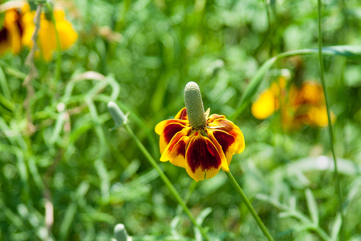 500 MEXICAN HAT Ratibida Columnaris Columnifera Red & Yellow Native Flower Seeds