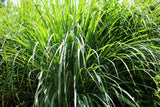 100 LEMONGRASS East Indian Lemon Grass Fragrant Ornamental Edible Cymbopogon Flexuosus Seeds