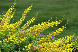 25 YELLOW WILD INDIGO Baptisia Tinctoria False Indigo Flower Seeds