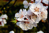 5 COMMON APRICOT Fruit Tree Prunus Armeniaca White Pink Flower Seeds
