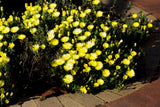 100 Gelato YELLOW ICE PLANT Mesembryanthemum Daisy Livingstone Succulent Flower Seeds