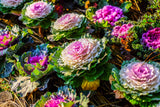 60 ORNAMENTAL KALE MIXED Colors Brassica Oleracea Flower Seeds