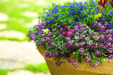 500 Sweet ALYSSUM ROYAL CARPET Lobularia Maritima Violet Blue Flower Seeds