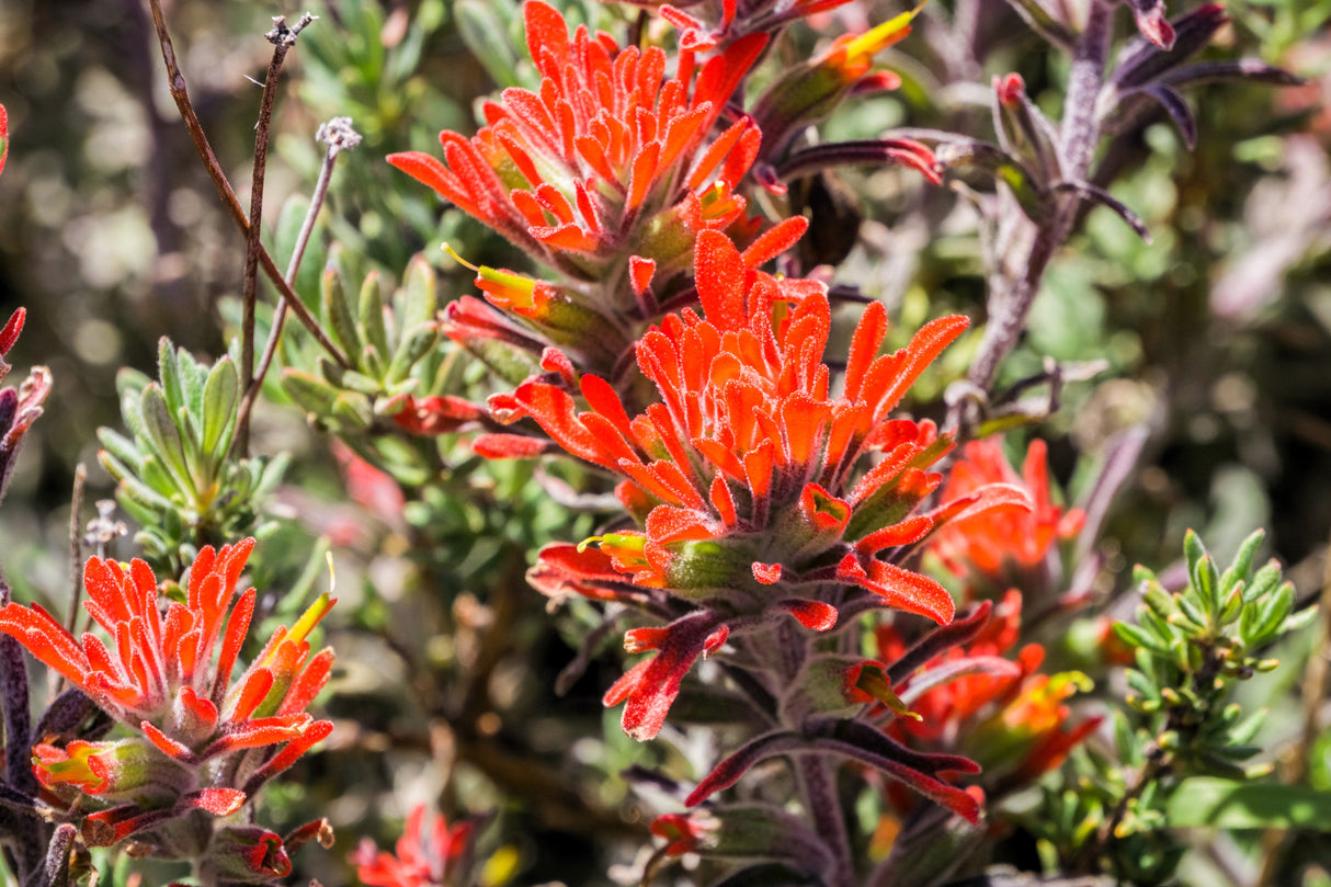 50 Red INDIAN PAINTBRUSH Castilleja Indivisa Flower Seeds