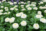 250 White POLAR BEAR ZINNIA Elegans Flower Seeds