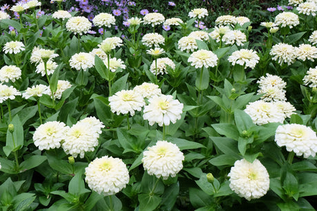 250 White POLAR BEAR ZINNIA Elegans Flower Seeds