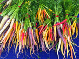 500 RAINBOW CARROT MIX White Red Yellow Purple Orange Daucus Carrota Seeds