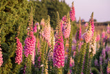 1000 FOXGLOVE EXCELSIOR MIX Digitalis Purpurea Mixed Colors Flower Seeds