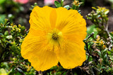 10 MIXED HIMALAYAN POPPY Blue Red Violet Meconopsis Napaulensis Mix Flower Seeds