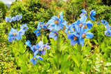 10 BLUE HIMALAYAN POPPY Tibetan Meconopsis Betonicifolia Flower Seeds