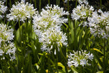 25 WHITE LILY of the NILE Agapanthus Orientalis African Lily Flower Seeds