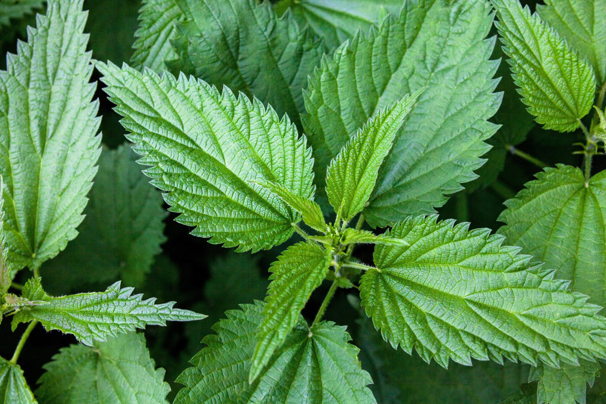 200 STINGING NETTLE Urtica Dioica (aka Common, California, or Bull Nettle / Tread Softly) Flower Seeds