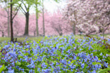 25 VIRGINIA BLUEBELLS True Blue & Pink Mertensia Virginica Flower Seeds