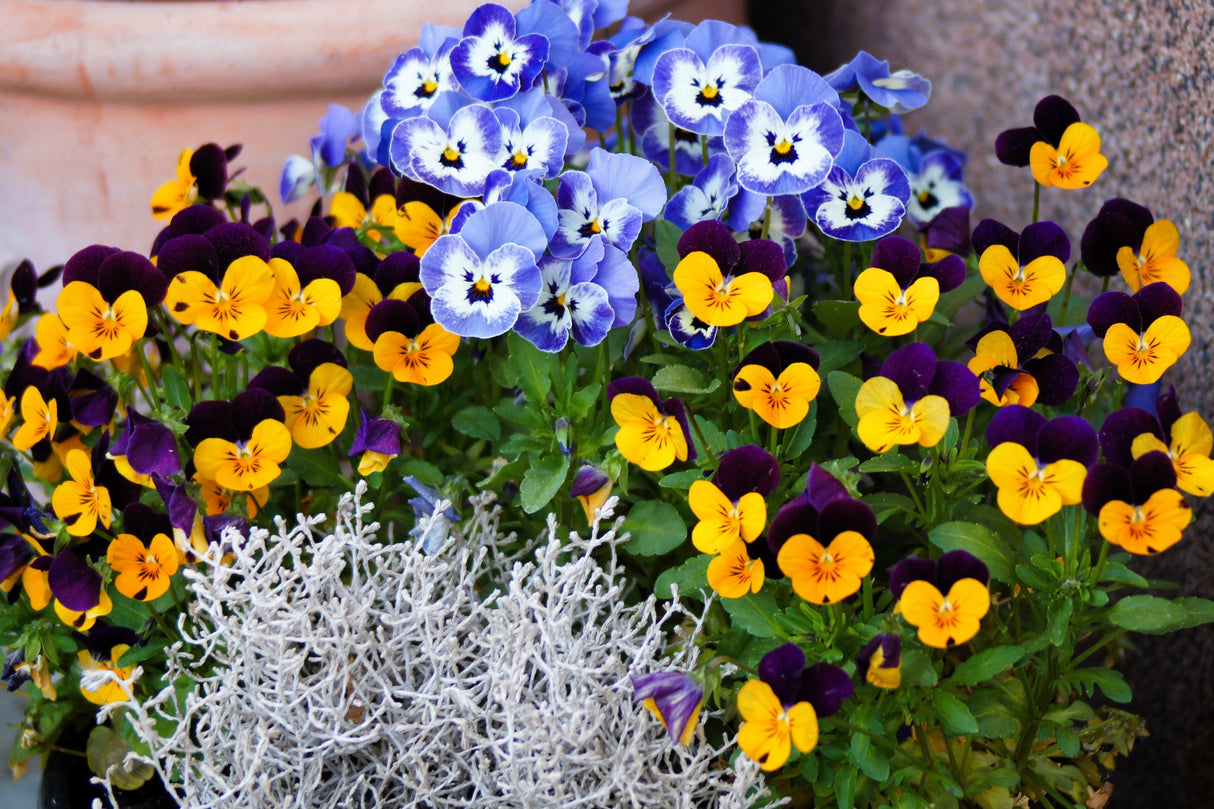 50 Dark JOHNNY JUMP UP Violet Viola Tricolor Flower Seeds