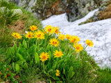 15 MOUNTAIN ARNICA Montana Wolf's Bane Yellow Flower Herb Seeds