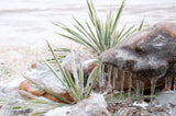 100 YUCCA (Soapweed / Soapwell / Beargrass / Great Plains Yucca) Yucca Glauca Flower Seeds