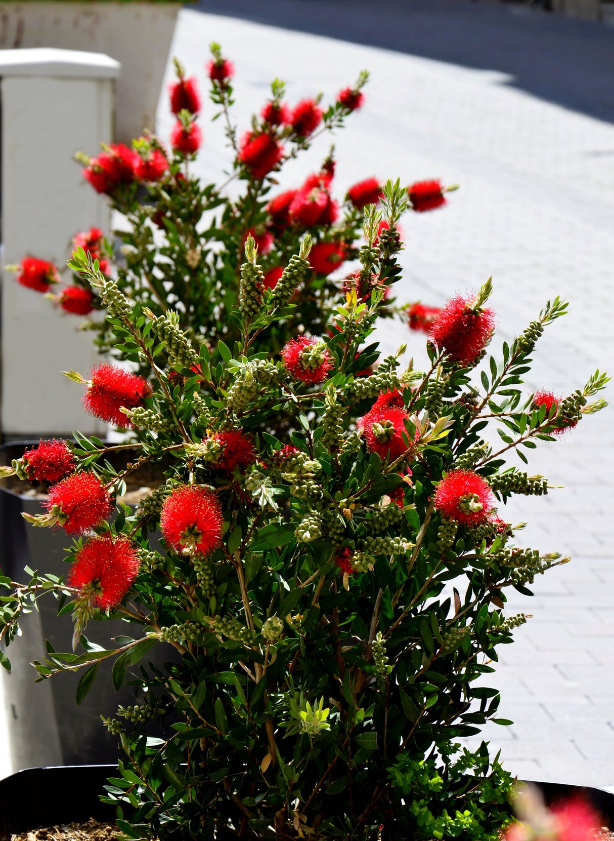 40 CRIMSON BOTTLEBRUSH Callistemon Citrinus Flowering Shrub Bush Small Tree Seeds
