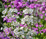 100 Mixed Colors FAIRY PRIMROSE Primula Malacoides Red Pink Purple White Baby Primrose Shade Houseplant Flower Seeds