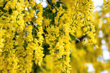25 SIBERIAN PEASHRUB Caragana Arborescens Peatree Yellow Flower Legume Vegetable Seeds