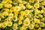 500 TIDY TIPS Layia Platyglossa Native Yellow & White Flower Seeds