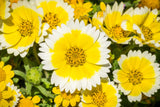 500 TIDY TIPS Layia Platyglossa Native Yellow & White Flower Seeds