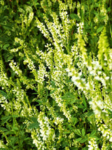 1500 WHITE Blossom SWEET CLOVER Melilotus Officinalis Alba Albus Sweetclover Honey Clover Flower Seeds