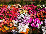 200 MIXED Colors ICE PLANT ( Mesembryanthemum Daisy / Livingstone Daisy ) Dorotheanthus Bellidiformis Flower Seeds