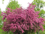 20 ENGLISH HAWTHORN TREE Edible Fruit Flower Mayflower Crataegus Laevigata Seeds