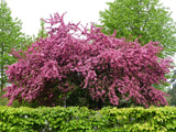 20 ENGLISH HAWTHORN TREE Edible Fruit Flower Mayflower Crataegus Laevigata Seeds