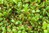 100 CIMARRON ALFALFA Medicago Sativa Ground Cover Forage Purple Flower Seeds