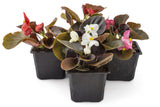 25 WAX MIXED BEGONIA Semperflorens Fibrous Mixed Colors Red Pink White Two Tone Shade Flower Seeds