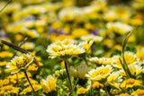 500 TIDY TIPS Layia Platyglossa Native Yellow & White Flower Seeds