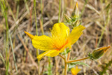 300 YELLOW BLAZING STAR Mentzelia Lindleyi Bartonia Evening Star Native Flower Seeds
