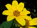 200 Yellow SWAMP MARIGOLD Bidens Aristosa Mutica Flower Seeds