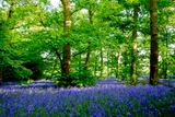 10 WOOD HYACINTH Mixed Colors English Woodland Spanish Bluebell Scilla Campanulata Hyacinthoides Hispanica Pink Purple White Flower Seeds