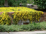100 Gelato YELLOW ICE PLANT Mesembryanthemum Daisy Livingstone Succulent Flower Seeds
