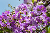 50 MIXED CREPE MYRTLE Lagerstroemia Indica Tree Shrub Crape  6 Color Mix - Red, Purple, Light Pink, Dark Pink, White, & Lilac Flower Seeds
