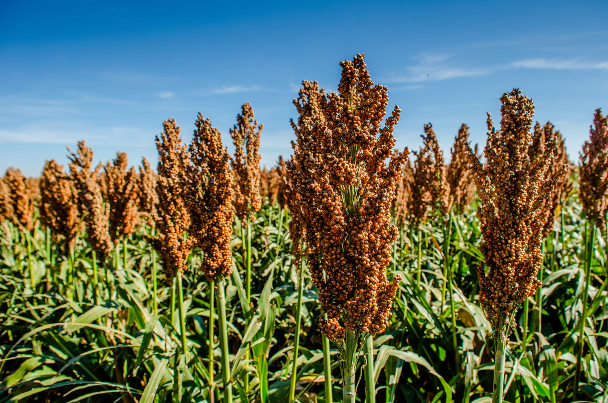 50 MENNONITE SORGHUM Sugar Cane Sorghum Bicolor Grain Vegetable Seeds