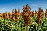 50 MENNONITE SORGHUM Sugar Cane Sorghum Bicolor Grain Vegetable Seeds