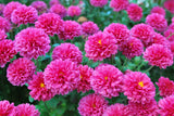 50 Mixed Colors INDIAN CHRYSANTHEMUM Indicum Hardy Mum Double Red Yellow Pink Orange Purple Bicolor Flower Seeds
