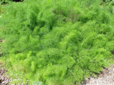 15 GIANT FENNEL Ferula Communis Gigantea Yellow Flower Herb Seeds