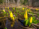 10 Yellow SWAMP LANTERN Moist Lysichiton Americanus Skunk Cabbage Flower Seeds