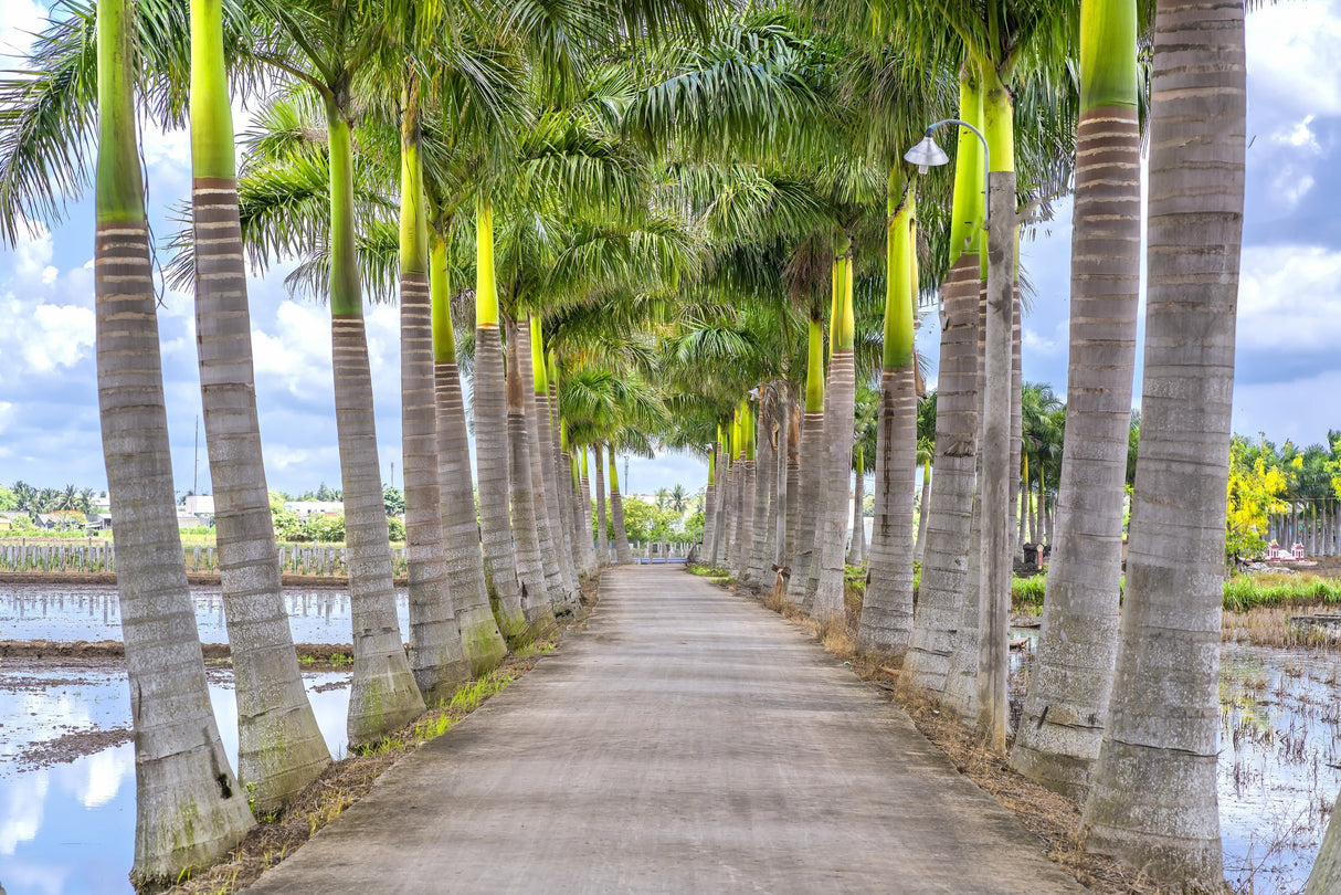 10 Florida ROYAL PALM Roystonea Regia Tree Houseplant Seeds