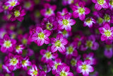 50 PURPLE ROBE SAXIFRAGA Arendsii Moss Rockfoil Evergreen Flower Seeds